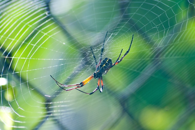 Se débarrasser des araignées - Spécialiste désinsectisation et produits