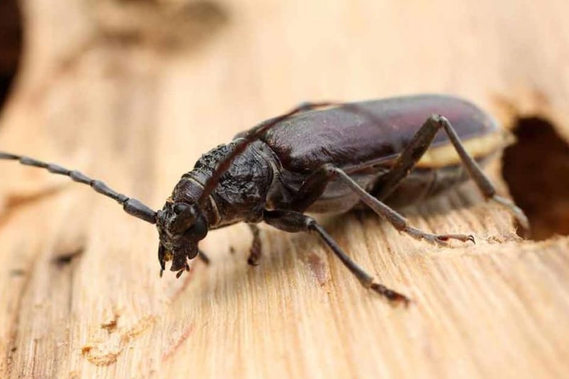 Traitement du bois : se débarrasser des insectes xylophages